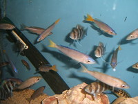 Malawi and Tanganyikan Cichlids at In-expensive Prices.