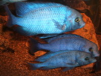 Malawi and Tanganyikan Cichlids at In-expensive Prices.