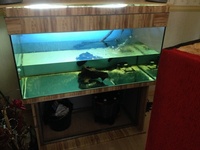 Fish tank for sale