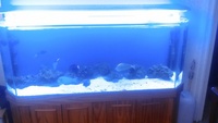 marine fish