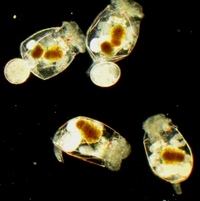 1000ml of Live Marine Rotifers only £18.00.