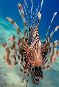 Coral Bay Auctions Buy & Sell Today