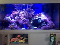 Marine fish and corals