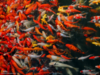 KOI, TENCH & FISH WANTED TAVISTOCK, DEVON