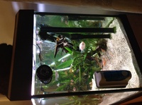 Hove, East Sussex. FREE -variety of tropical fish