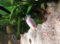 Hove, East Sussex. FREE -variety of tropical fish
