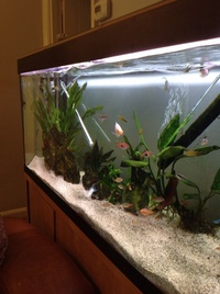 Hove, East Sussex. FREE -variety of tropical fish