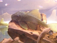 L200 Green phantoms currently in stock WC approx 5-6 inches in size £25 each