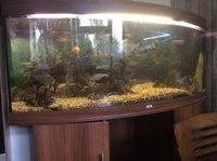 Fully setup juwel vision for sale with fish £500 Ono