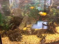 Fully setup juwel vision for sale with fish £500 Ono