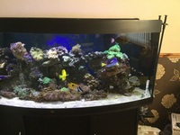 Marine fish tank