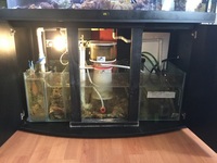 Marine fish tank
