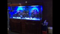 6ft marine aquarium