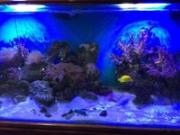 6ft marine aquarium