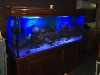 6ft marine aquarium