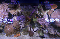 Marine Reef Aquarium 500l