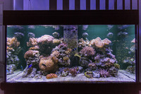 Marine Reef Aquarium 500l