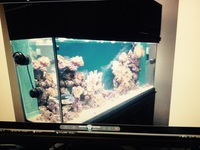 7ft tank (help needed)
