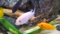 Malawi cichlids for sale