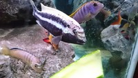 Malawi cichlids for sale