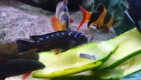 Malawi cichlids for sale