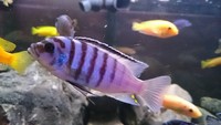 Malawi cichlids for sale