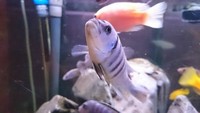 Malawi cichlids for sale