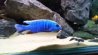 Malawi cichlids for sale