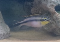 Malawi Cichlids Free to Good Home GONE