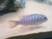 Malawi Cichlids Free to Good Home GONE