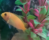 Malawi Cichlids Free to Good Home GONE