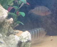 Malawi Cichlids Free to Good Home GONE