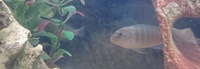 Malawi Cichlids Free to Good Home GONE