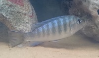 Malawi Cichlids Free to Good Home GONE