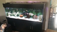 AD Aquatics 6ft fish tank