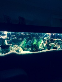 AD Aquatics 6ft fish tank
