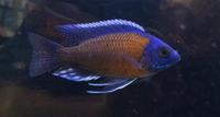 Maidenhead Aquatics@Shirley Freshwater Stocklist 02/10/2015