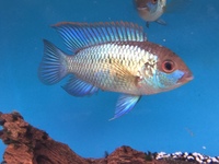 Maidenhead Aquatics@Shirley Freshwater Stocklist 02/10/2015
