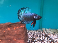 Maidenhead Aquatics@Shirley Freshwater Stocklist 02/10/2015