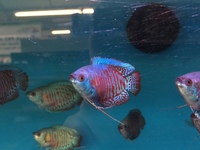 Maidenhead Aquatics@Shirley Freshwater Stocklist 02/10/2015