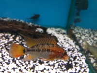 Maidenhead Aquatics@Shirley Freshwater Stocklist 02/10/2015
