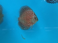 Maidenhead Aquatics@Shirley Freshwater Stocklist 02/10/2015