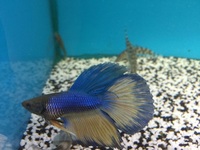 Maidenhead Aquatics@Shirley Freshwater Stocklist 02/10/2015