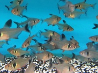 Maidenhead Aquatics@Shirley Freshwater Stocklist 02/10/2015