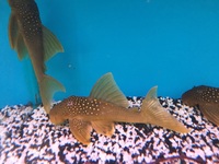Maidenhead Aquatics@Shirley Freshwater Stocklist 02/10/2015
