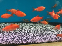 Maidenhead Aquatics@Shirley Freshwater Stocklist 02/10/2015