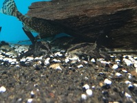 Maidenhead Aquatics@Shirley Freshwater Stocklist 02/10/2015