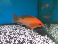 Maidenhead Aquatics@Shirley Freshwater Stocklist 02/10/2015