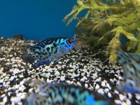 Maidenhead Aquatics@Shirley Freshwater Stocklist 02/10/2015