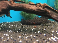 Maidenhead Aquatics@Shirley Freshwater Stocklist 02/10/2015